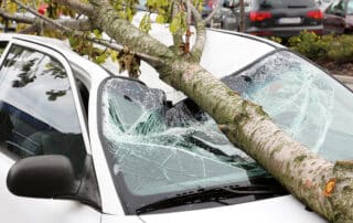 schwetzler-newsblog-auto-baum