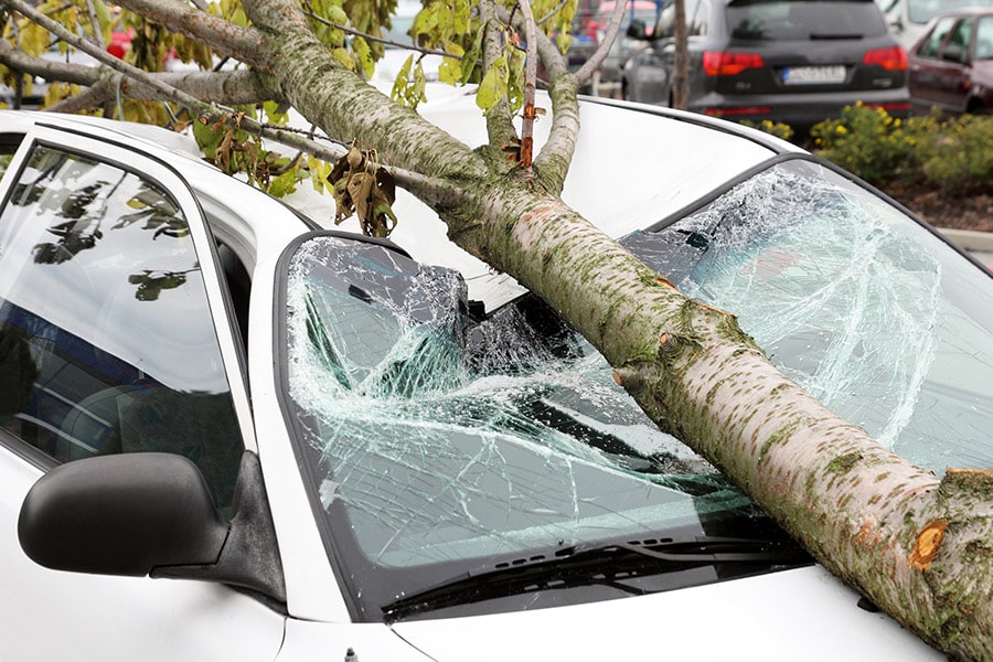 schwetzler-newsblog-auto-baum